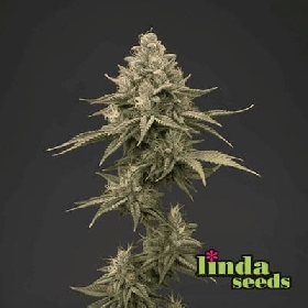 Blue Zushi > Linda Seeds